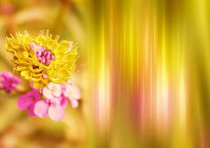 Yellow Flower von INA FineArt