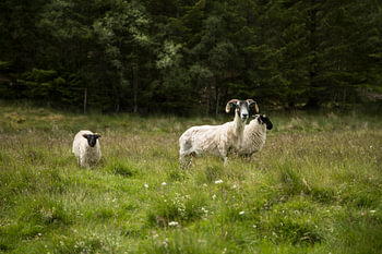Schapen in de Cairngorms