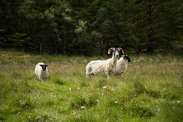 Schapen in de Cairngorms van Charlie Raemakers