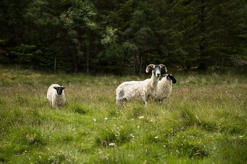 Schapen in de Cairngorms