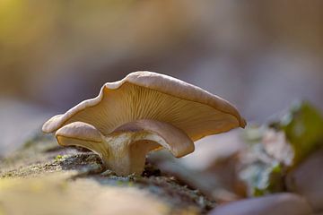 Pilze wachsen auf einem Baumstamm in einem Laubwaldes im Herbst von Mario Plechaty Photography