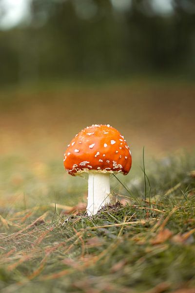Red mushroom in the grass by Bas Leroy