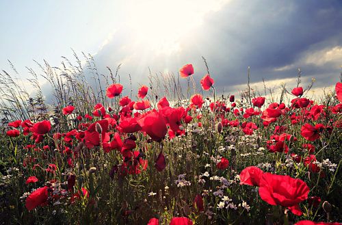 klaprozenveld in tegenlicht.. by Els Fonteine