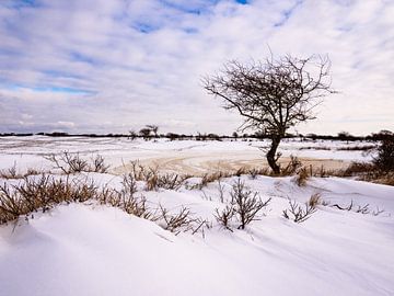 Winter in De Zilk,  Noord-Holland van Dirk van der Plas