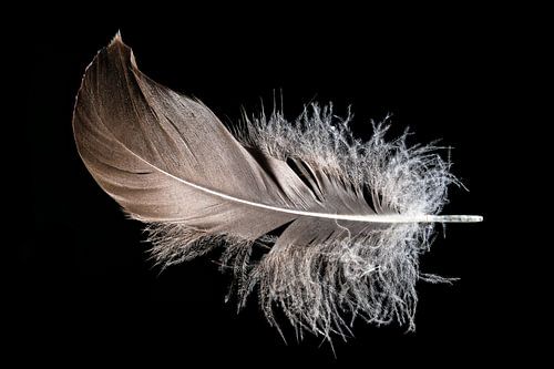 Bruine vogel veer