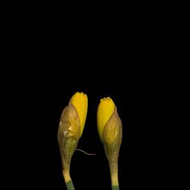 Daffodils variation by Stephan Van Reisen