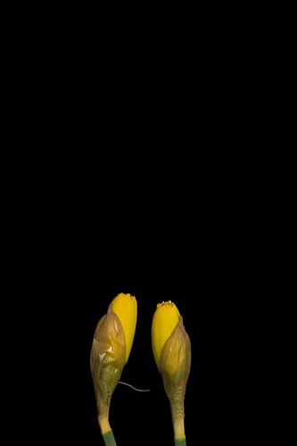 Narcissen in de knop variatie