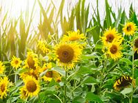 Sunny days 7