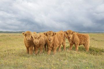 schotse hooglanders op het Hijkerveld in drenthe van M. B. fotografie