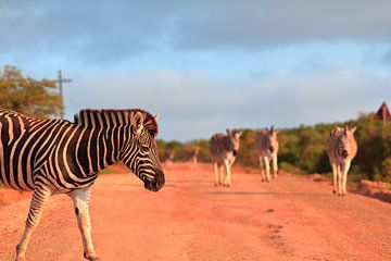 Zebra steekt over het pad van Capture the Moment 010