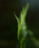 Betovering in de natuur