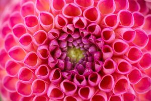 Un coup d'œil dans le cœur symétrique et magnifique d'un dahlia