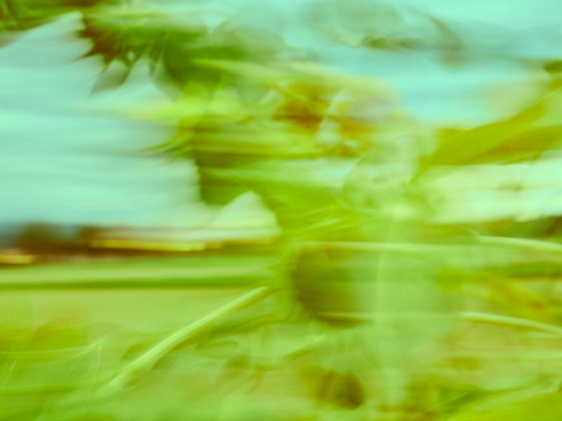 Sonnenblumen im Wind 9 by Andreas Gerhardt