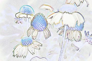 Echinscea flowers with effect by Vrije Vlinder Fotografie
