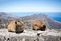 Dassies on Table Mountain, South-Africa