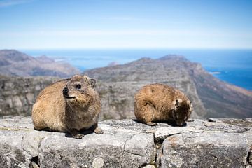 Dassies on Table Mountain, South-Africa by Marcel Alsemgeest