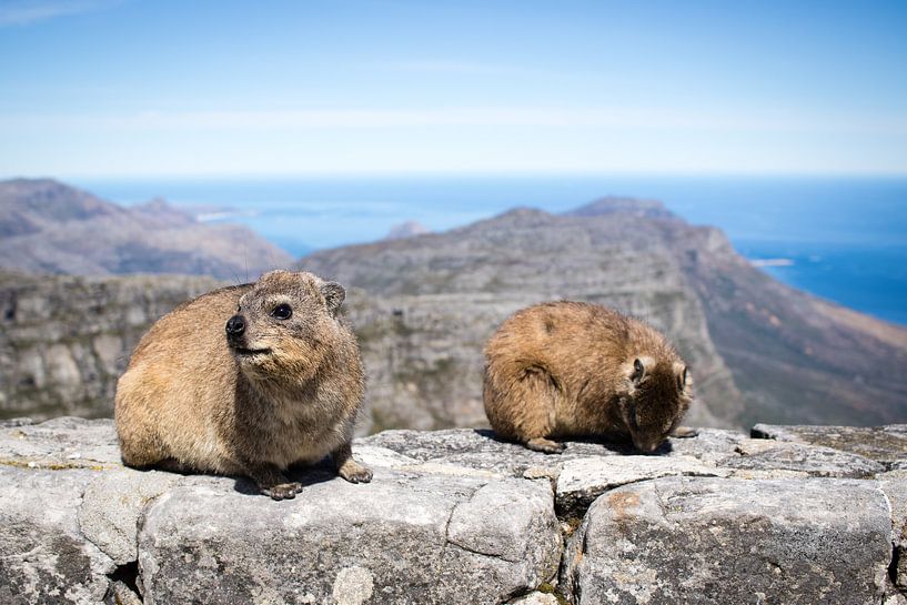 Dassies op de Tafelberg in Zuid-Afrika par Marcel Alsemgeest