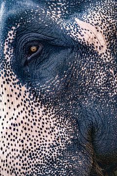 Elefant Makro Foto von Truckpowerr
