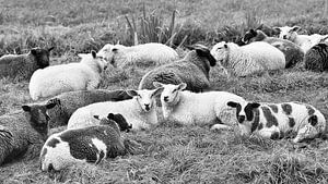 Kudde schapen die in een weiland liggen van Tony Vingerhoets