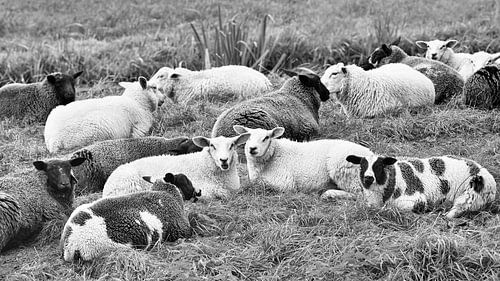 Flock of sheep lying in a meadow