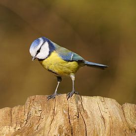 Volop pimpelmees van Stobbe; natuurfotografie