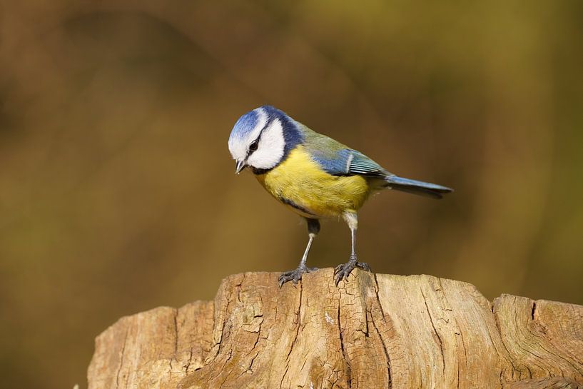 Volop pimpelmees van Stobbe; stiltegrafie