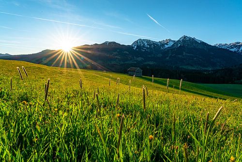 Bloemenweide boven de Oberallgäuer Alpen