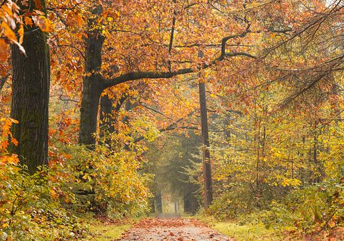 Volop herfstkleuren