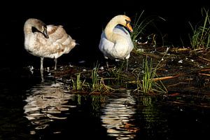 Swans by Antwan Janssen