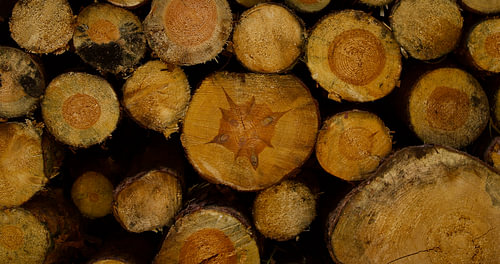 Wood picture
