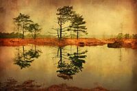 Kalmthoutse Heide