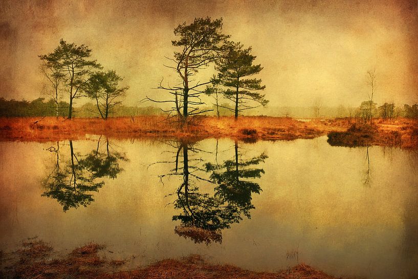 Kalmthoutse Heide by Lars van de Goor