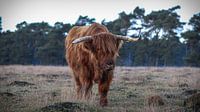 Schotse hooglander in Deelerwoud van AciPhotography thumbnail