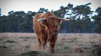 Schottischer Highlander