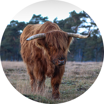 Schotse hooglander in Deelerwoud van AciPhotography