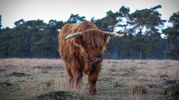 Schotse hooglander in Deelerwoud van AciPhotography
