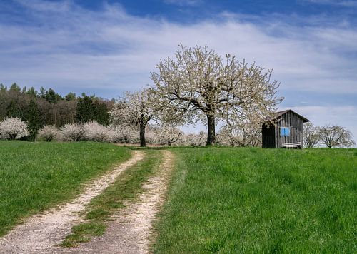 Lentelandschap met bloeiende kersenbomen