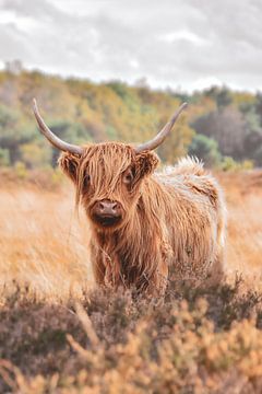 Schotse Hooglander in herfst-landschap van Nienke Bot
