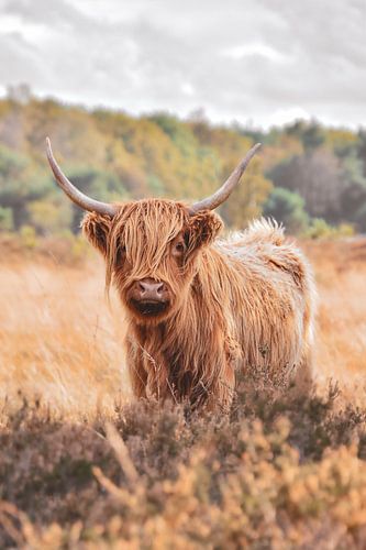 Schottische Highlander in herbstlicher Landschaft