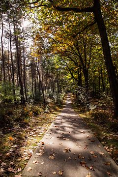 Sunshine Forest Path 2 - Herbst in Hoenderloo von Deborah de Meijer