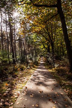 Zonneschijn Bospad 2 - Herfst in Hoenderloo van Deborah de Meijer