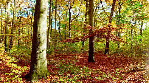 Herbstlicher Wald von Günter Albers