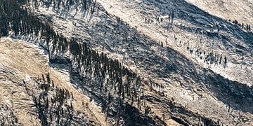 Panorama rotsen en naaldbomen bij Tioga Pass in Yosemite National Park California USA van Dieter Walther