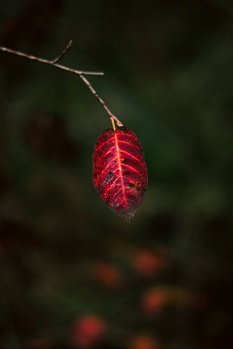 amélanchier arborea