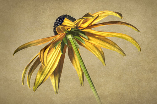 Illustration botanique classique d'un rudbeckia jaune