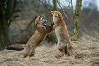 Vos ( Vulpes vulpes ), twee rode vossen die elkaar bedreigen, wilde dieren, Europa. van wunderbare Erde thumbnail