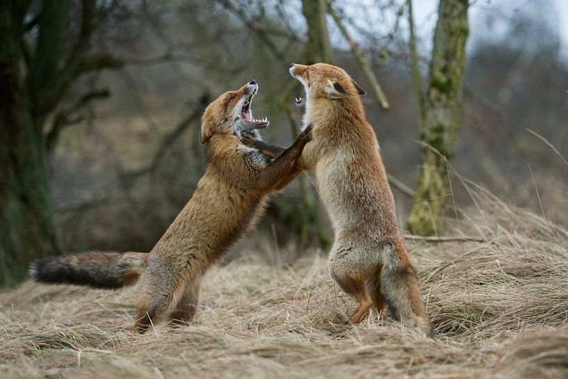Vos ( Vulpes vulpes ), twee rode vossen die elkaar bedreigen, wilde dieren, Europa. van wunderbare Erde