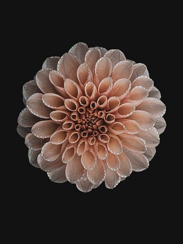 Orangefarbene Dahlie mit Tautropfen und feinem Spinnennetz