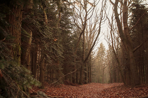 Ein kleiner Einblick in den Herbst