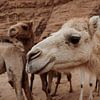 Kamelen in Wadi Rum, Jordanië van Melissa Peltenburg